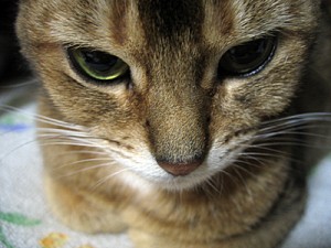 ねここねこ